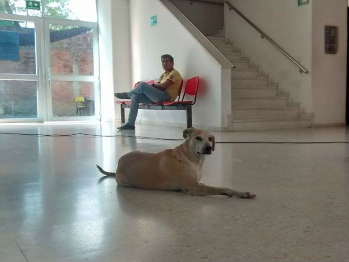 Perro usco Neiva